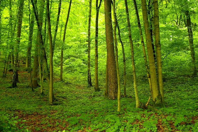 Chapeau les Bois! - Mycobrasserie / Traiteur & Brasseur